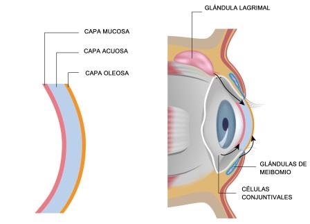 Ojo seco: Qué es, causas, tratamiento, operación del ojo seco - Vissum